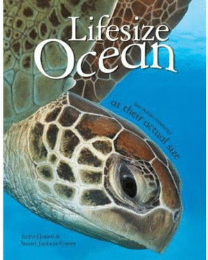 LIFESIZE OCEAN